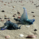Bluebottle jellyfish on an Australian beach.